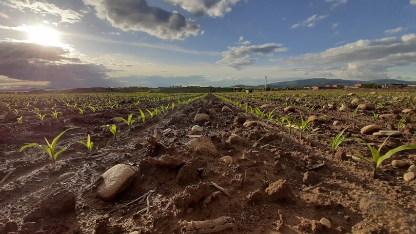 Callisto Plus y Mistral Plus, nuevos herbicidas de Syngenta para el cultivo de maíz