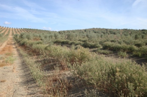 Estrategias de control de  Conyza spp. en el olivar