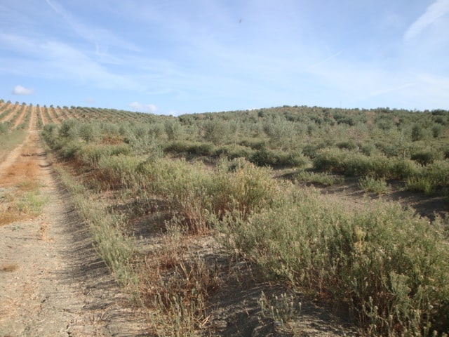 Estrategias de control de  Conyza spp. en el olivar