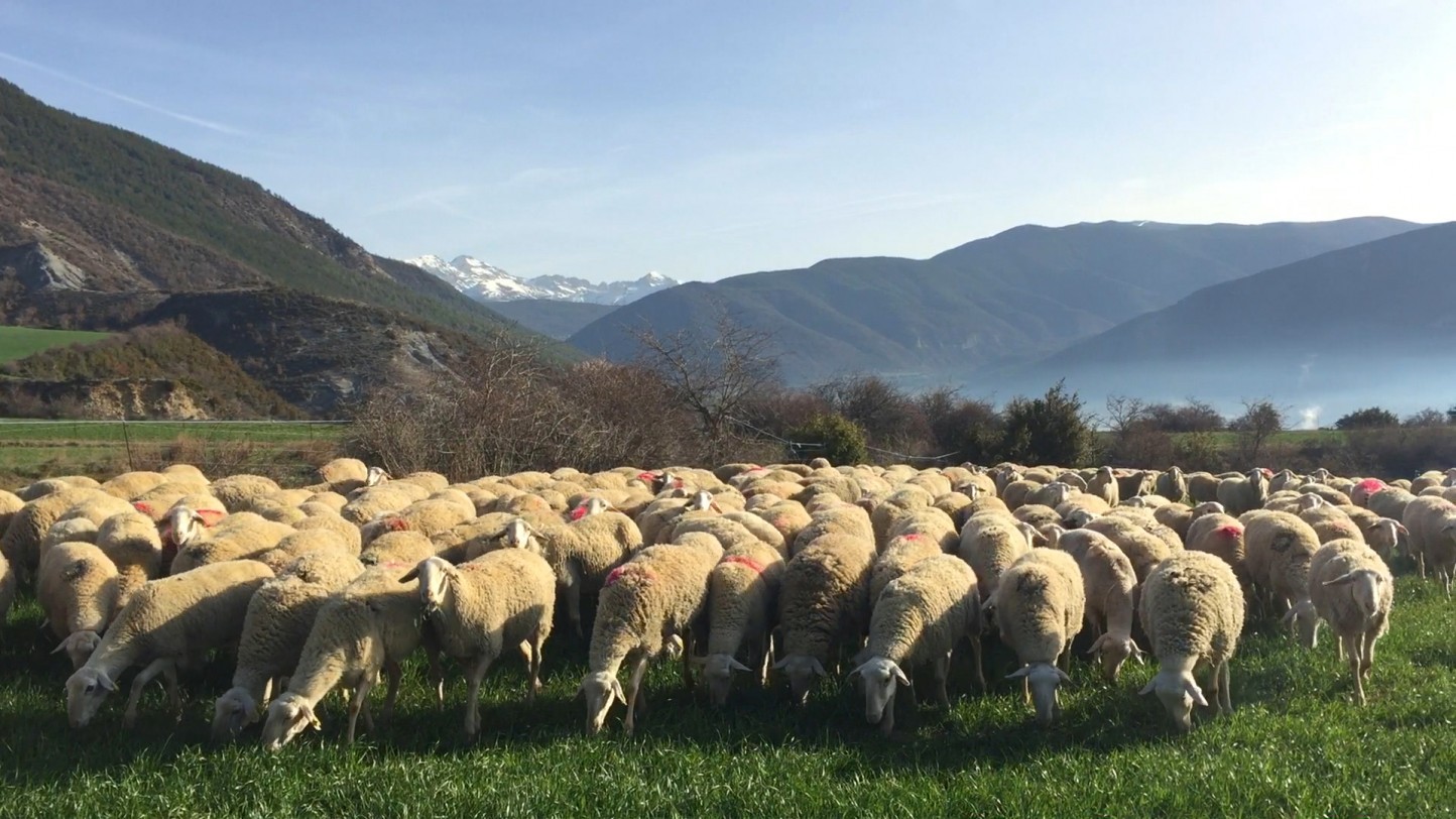 El MAPA prepara un RD que regulará la creación y funcionamiento de OPs en vacuno de carne y ovino-caprino