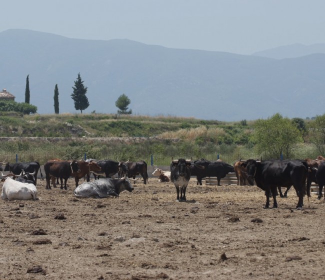 La Generalitat valenciana habilitará ayudas directas para los ganaderos de reses bravas y toros de lidia