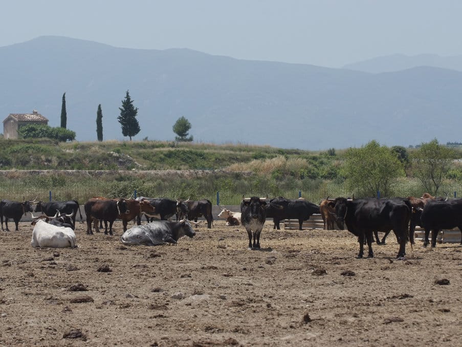 La Generalitat valenciana habilitará ayudas directas para los ganaderos de reses bravas y toros de lidia