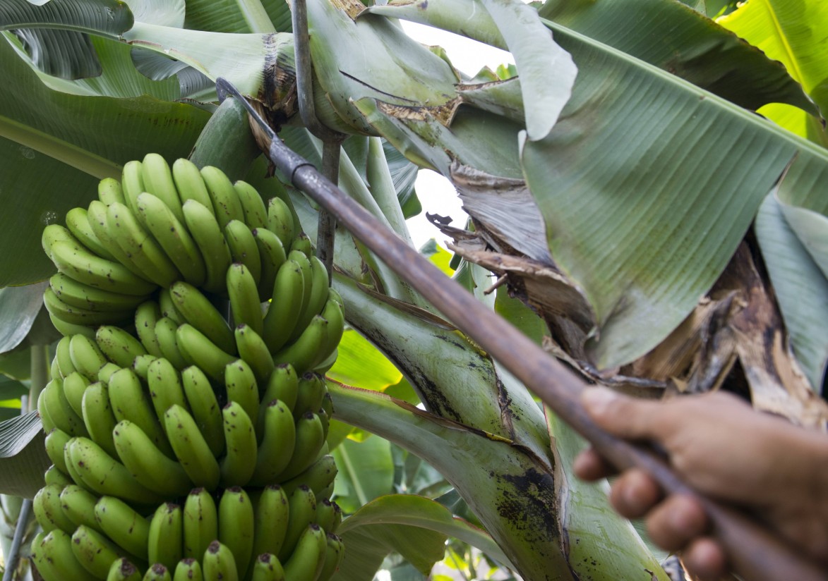 El sector insta al Gobierno canario a que defienda al plátano ante la Ley de la Cadena Alimentaria