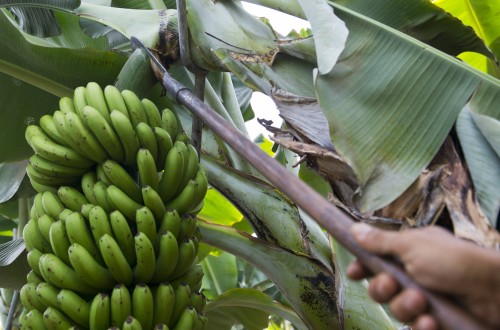 El sector insta al Gobierno canario a que defienda al plátano ante la Ley de la Cadena Alimentaria