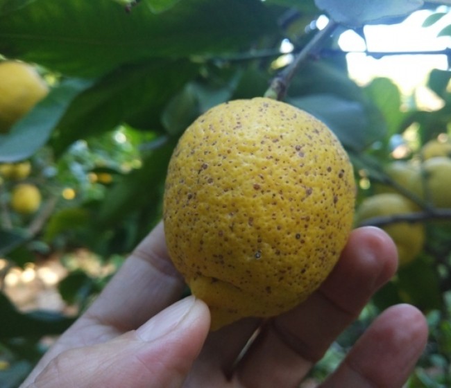 Situación fitosanitaria del limonero en la Región de Murcia