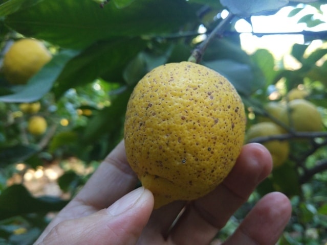Situación fitosanitaria del limonero en la Región de Murcia