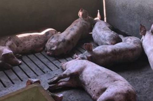 Deplan asegura más del 70% de eficiencia para el tratamiento del olor en explotaciones ganaderas