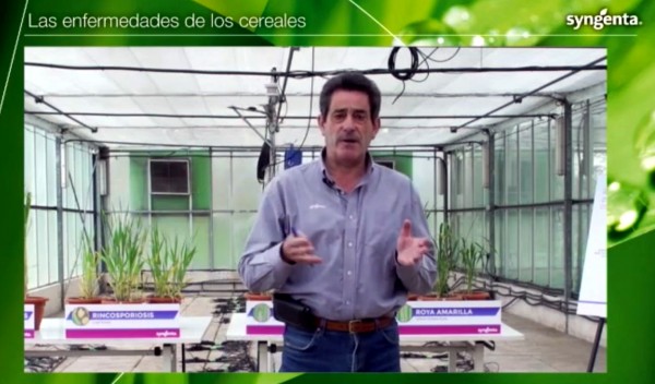 jornada Syngenta Syngenta analiza las principales enfermedades foliares del trigo y la cebada en una jornada técnica
