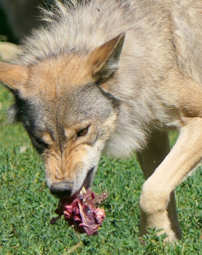 Once CC.AA. solicitan al Miterd archivar el expediente de inclusión del lobo en el LESPRE