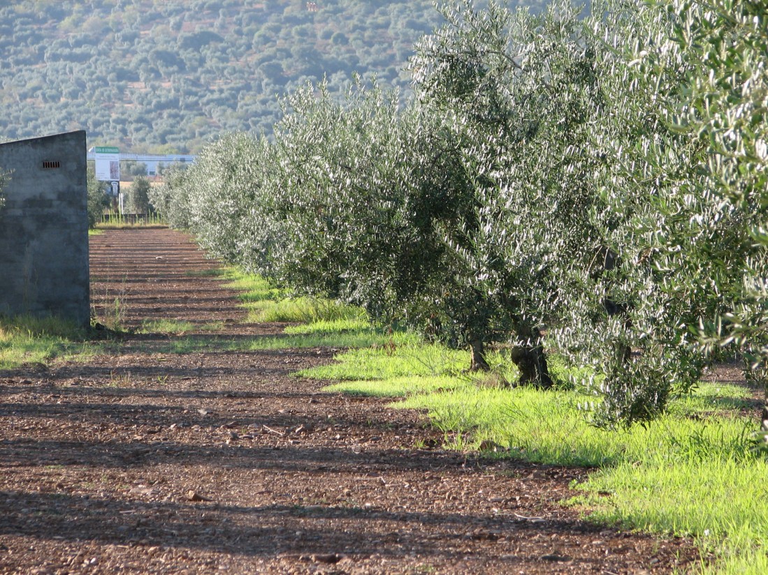 El MAPA constata el elevado ritmo de ventas y de precios firmes en el aceite de oliva en la primera mitad de 2020/21