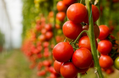 COAG exige al Gobierno que cumpla la sentencia que obliga a etiquetar como “Sáhara Occidental” las frutas y hortalizas con dicha procedencia