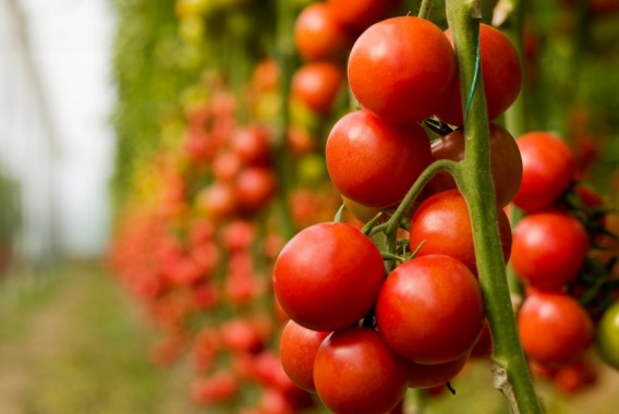 COAG exige al Gobierno que cumpla la sentencia que obliga a etiquetar como “Sáhara Occidental” las frutas y hortalizas con dicha procedencia