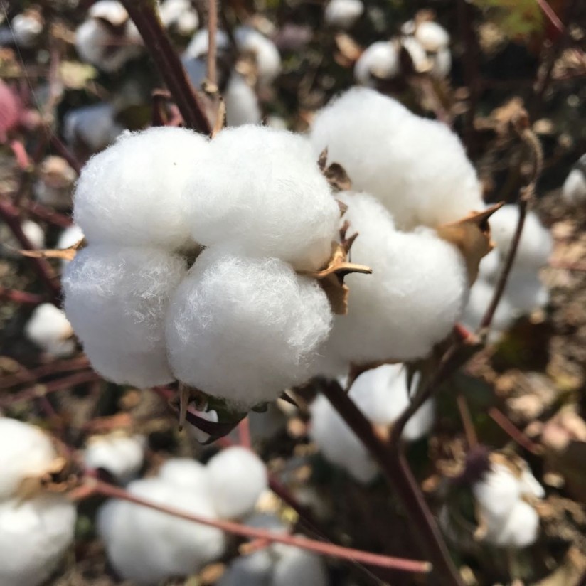 Establecido el importe definitivo del pago específico de la PAC 2020 al cultivo del algodón