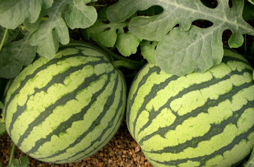 Las hectáreas de sandía en La Mancha podrían aumentar un 10% este año, según la Mesa de Precios