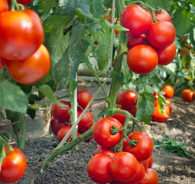 Promover el crecimiento de raíces de plantas de tomate bajo estrés nutricional y de temperatura con el uso de bioestimulantes