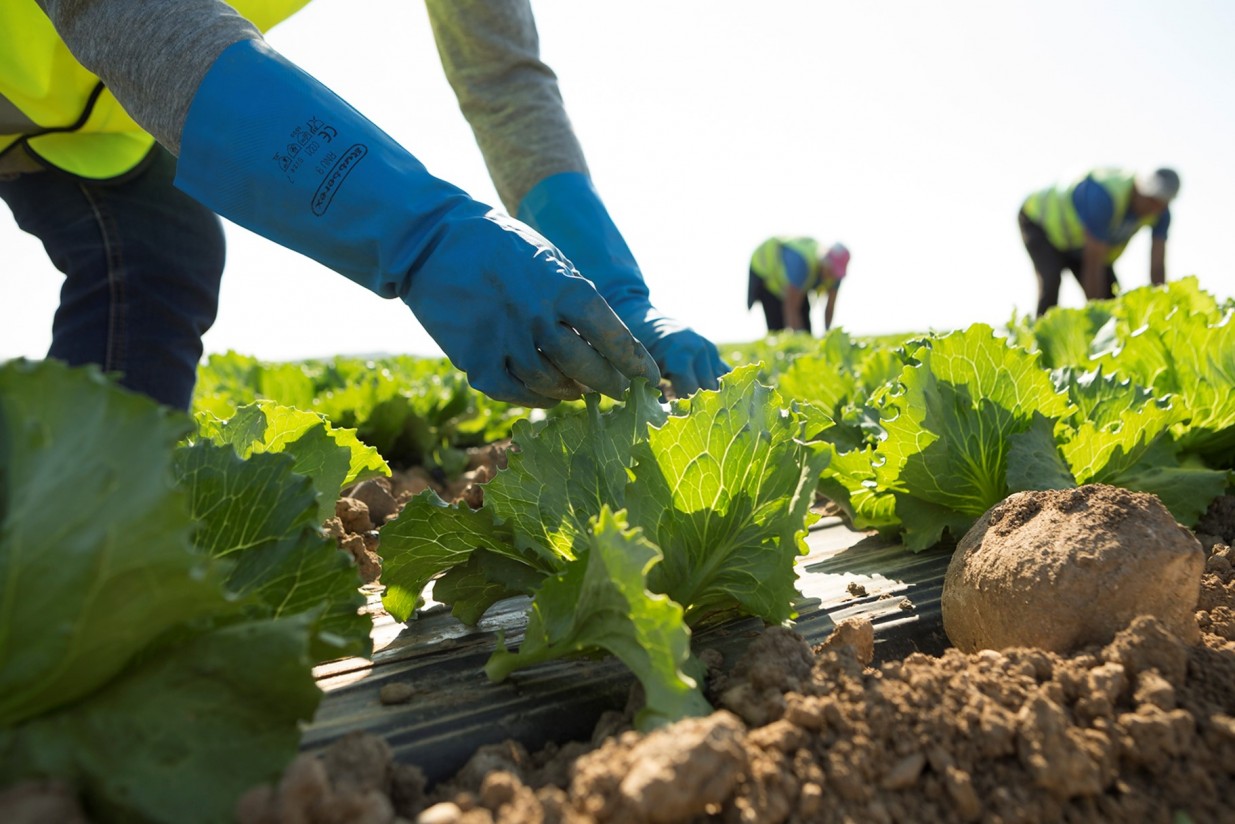 Ligera mejoría del empleo y de la afiliación a la Seguridad Social en el agro durante abril