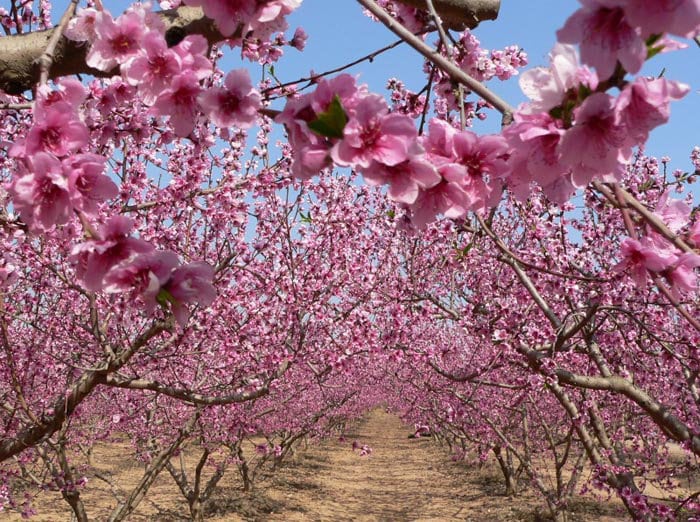 La producción asegurada de almendro crece un 278% en cinco años