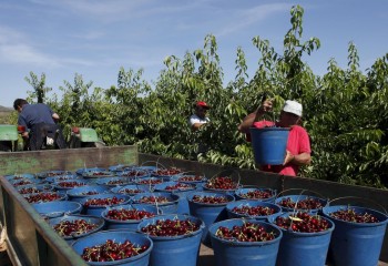 Arranca la certificación de las picotas del Jerte con una previsión de 3.000 toneladas