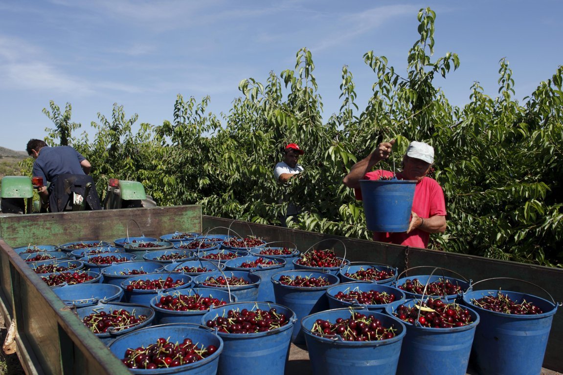 El sector de fruta de hueso adapta su potencial productivo a la demanda de los consumidores