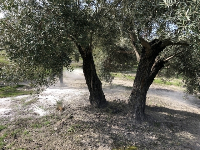 ICL pone en marcha dos proyectos para evaluar los beneficios de Polysulphate en olivar