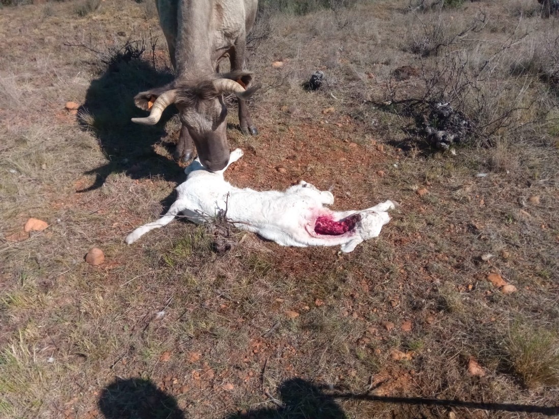 Los ingenieros agrónomos apoyan mantener el estatus de protección de lobo y su coexistencia con la ganadería extensiva