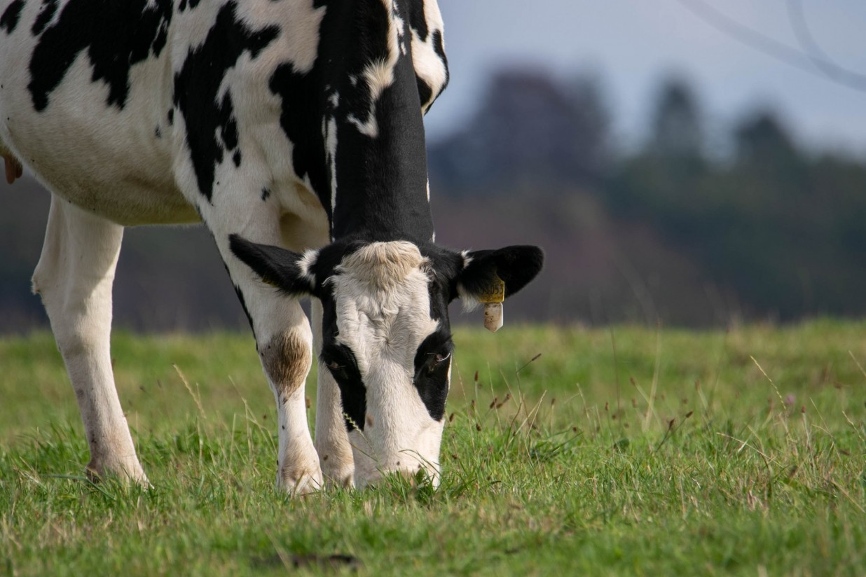 Los ganaderos con entregas de leche de vaca perforaron otro suelo y bajaron de los 12.000 en marzo pasado