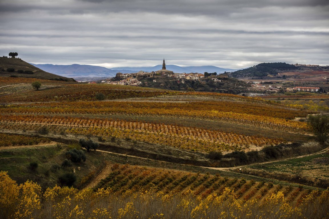 La Rioja: Agricultura publica los costes de producción medios de la uva y el vino a granel