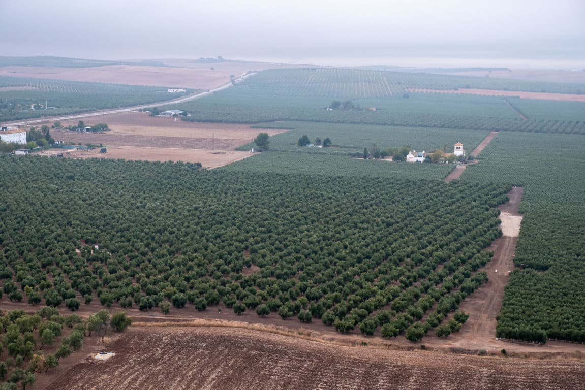 Las salidas de aceite de oliva al mercado superan ya el millón de toneladas