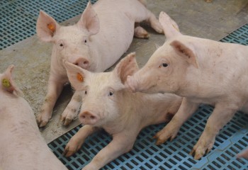 Tendencias en alojamientos porcinos. Bienestar animal y energía renovable para el futuro de la ganadería