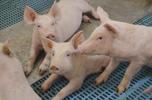 Tendencias en alojamientos porcinos. Bienestar animal y energía renovable para el futuro de la ganadería