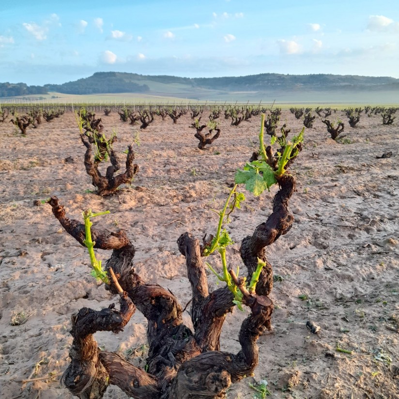 El granizo del fin de semana golpea al viñedo y a otros cultivos de la Ribera de Duero