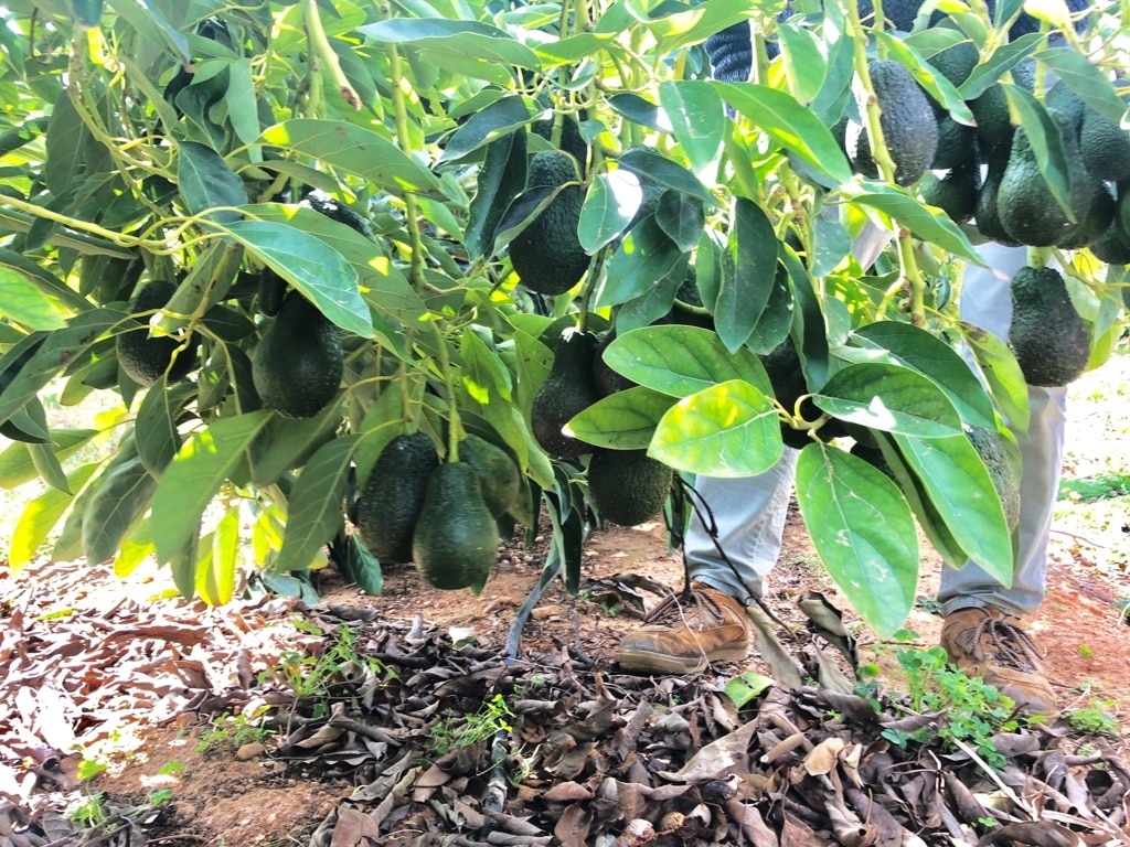 Gran demanda y cosecha corta en la campaña del aguacate, según ASAJA