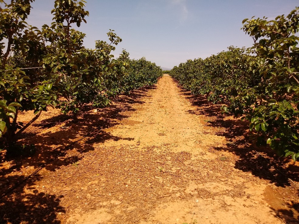 Cambio climático e industrialización incrementaron el estrés hídrico en la agricultura española en el último siglo