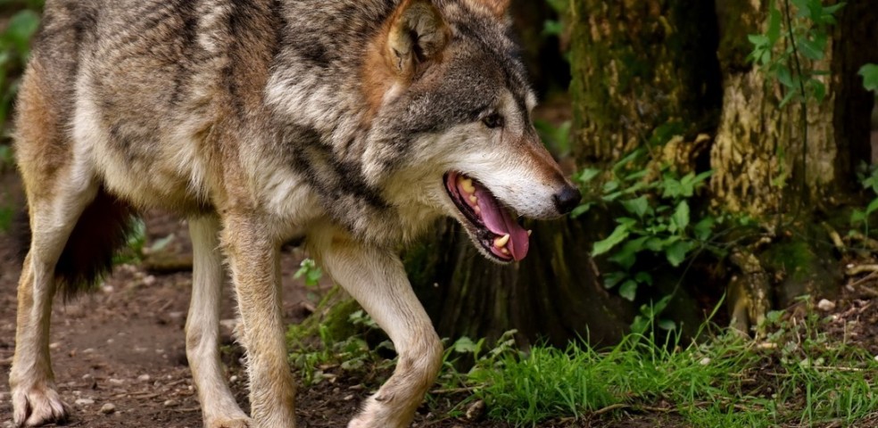lobo