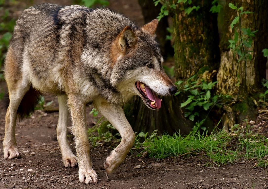 La UE respalda la iniciativa de rebajar el estatus de protección del lobo a únicamente «protegido»