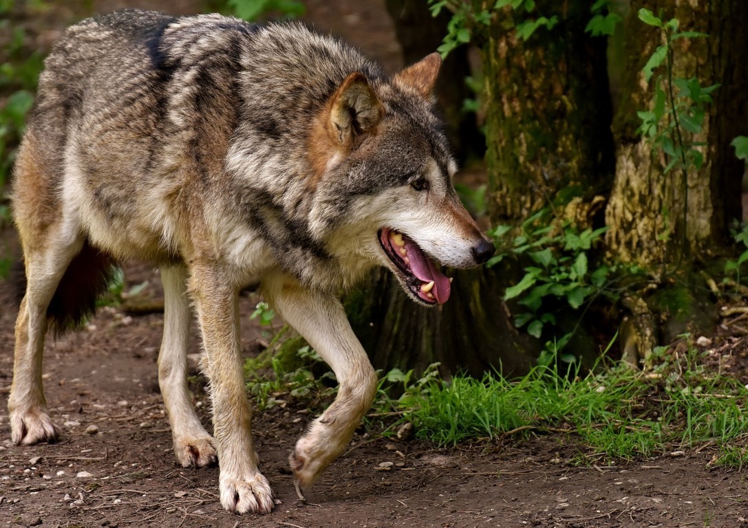 Las 4 principales CC.AA. “loberas” piden más rigor al Gobierno y retirar su pretensión de incluir al lobo en el Lespre