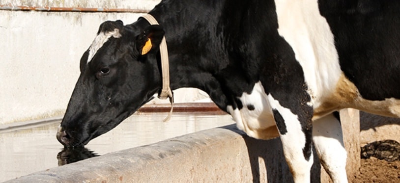 UPA alerta que España puede quedarse sin apenas ganaderos de vacuno de leche