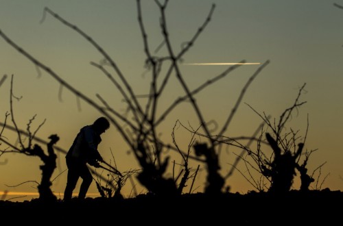 El MAPA reconoce el viñedo singular de 17 nuevos parajes vitícolas de la DOCa Rioja