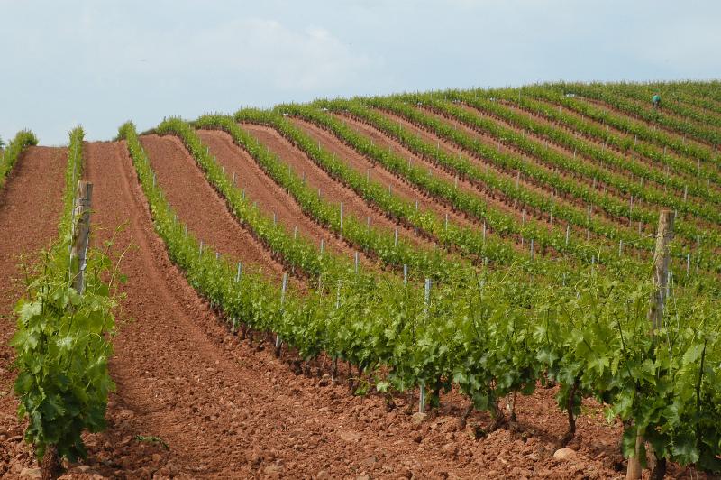 El MAPA distribuye a las CC.AA. las 945 ha autorizadas en 2021 de nueva plantación de viñedo