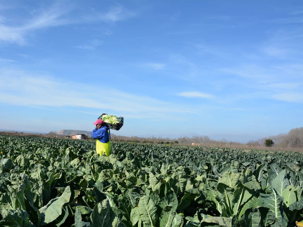 El paro registrado en Agricultura bajó un 4,78 % en mayo pero sube aún casi un 11% en el último año