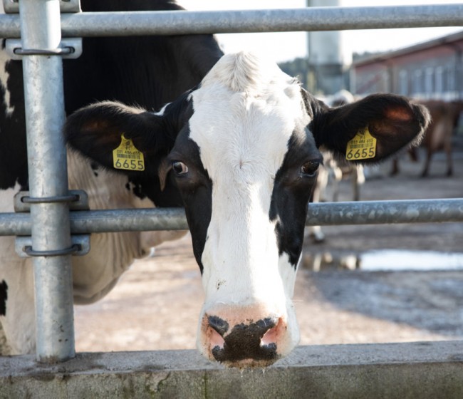 Las entregas de leche de vaca a industria suben un 0,5% en abril, pero caen un 0,9% sobre un año antes