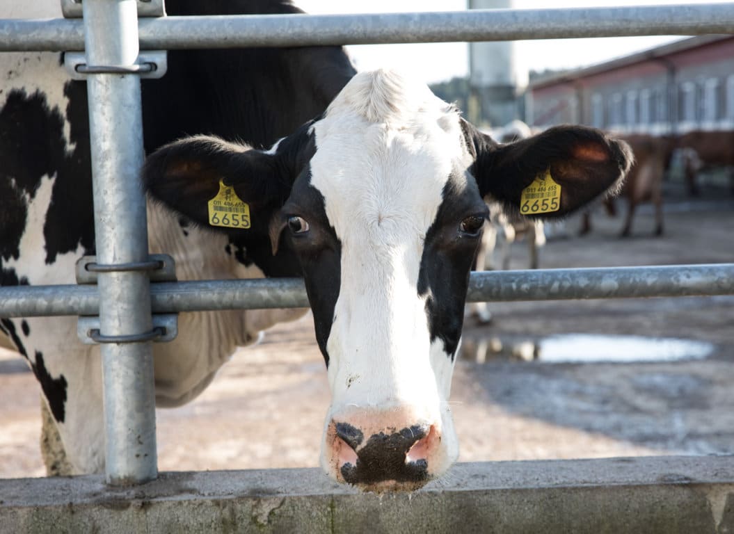 Las entregas de leche de vaca a industria suben un 0,5% en abril, pero caen un 0,9% sobre un año antes