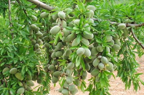 El sector de frutos secos reduce en casi 3.000 tn la previsión inicial de cosecha de almendra