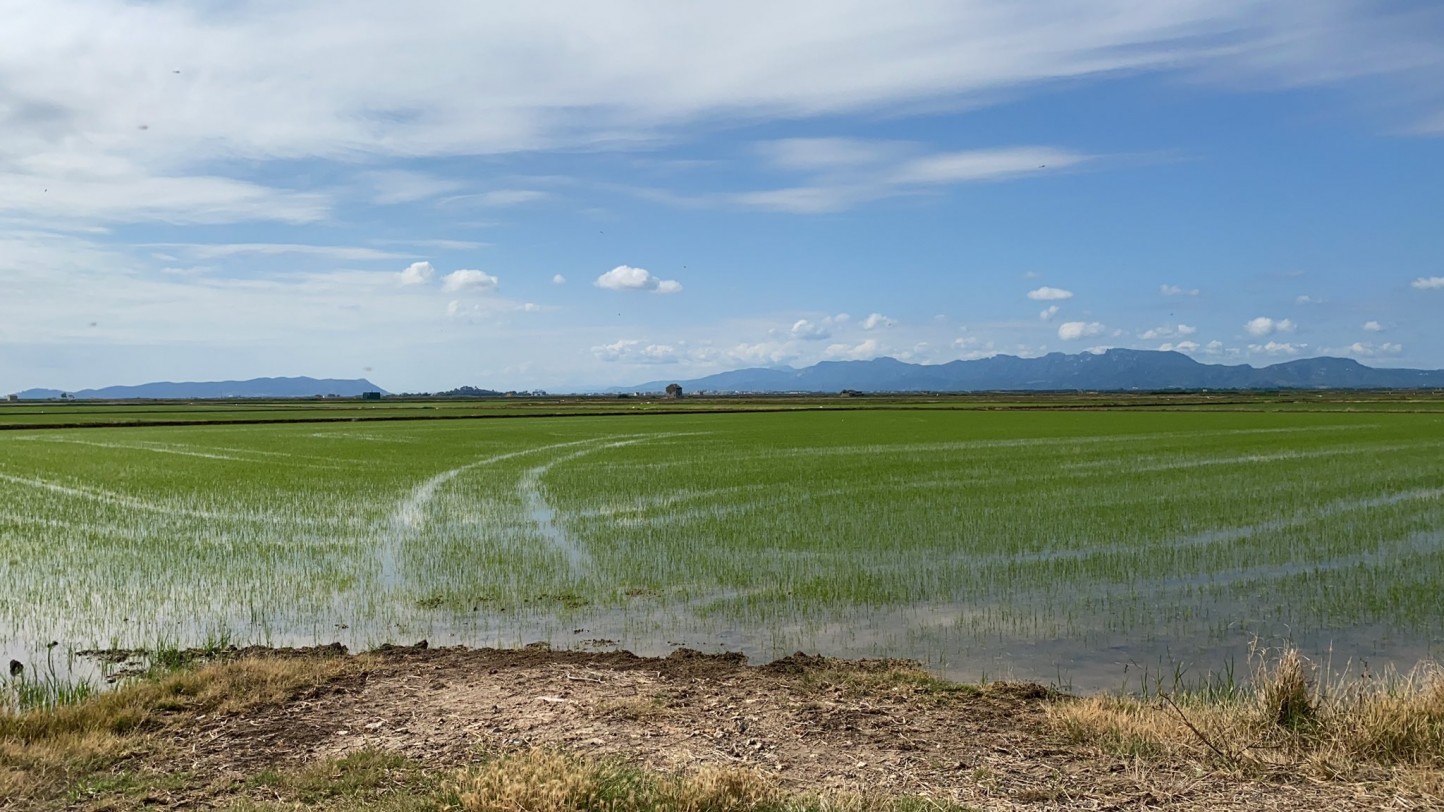 Duras críticas de AVA y La Unió por la “marcha atrás” del MAPA al uso excepcional de propanil en el arroz