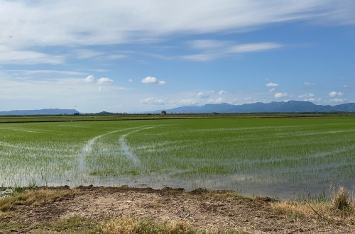 Duras críticas de AVA y La Unió por la “marcha atrás” del MAPA al uso excepcional de propanil en el arroz