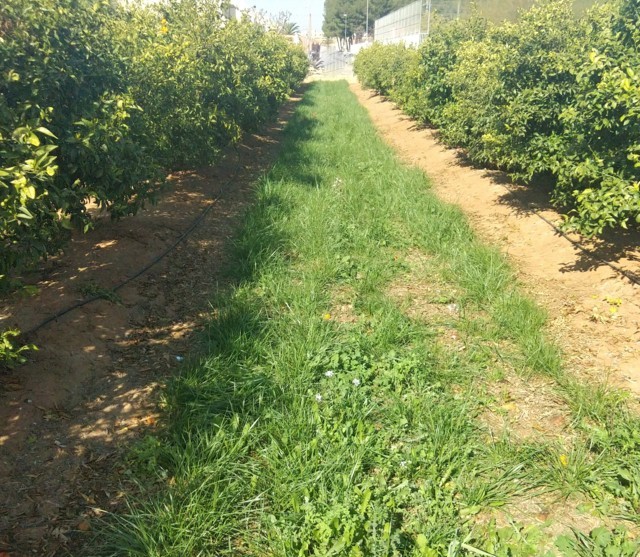 Cubiertas vegetales como medida para el fomento de la biodiversidad