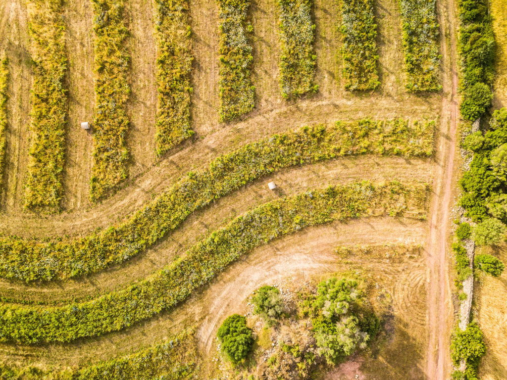 Tribunal de Cuentas Europeo: la actual PAC no ha logrado que la agricultura contamine menos