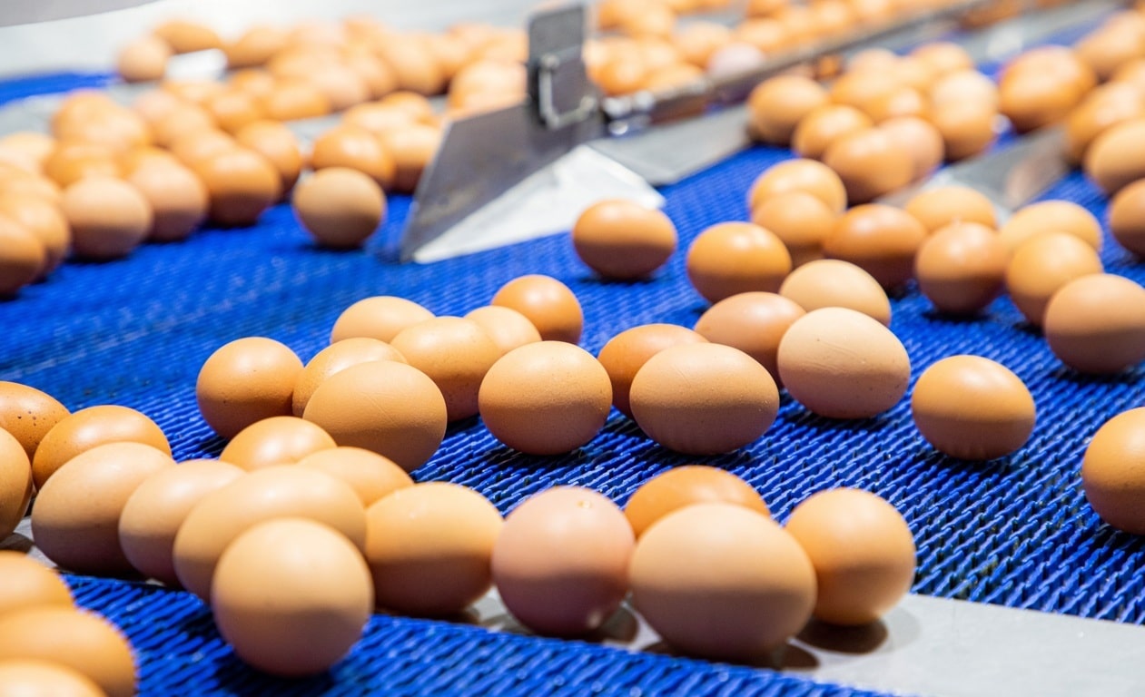 El sector del huevo creció más de un 17% en 2020, según Inprovo
