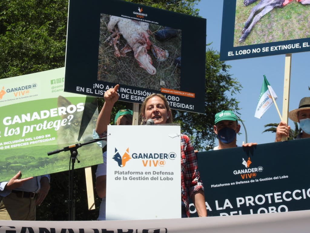 Organizaciones del mundo rural reivindican la gestión del lobo y más protección para la ganadería