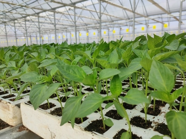Geslive pone en marcha un sistema de trazabilidad de semillas hortícolas